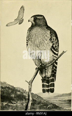 'Grey Lady et les oiseaux, les récits de l'année d'oiseaux pour la maison et l'école' (1907) Banque D'Images