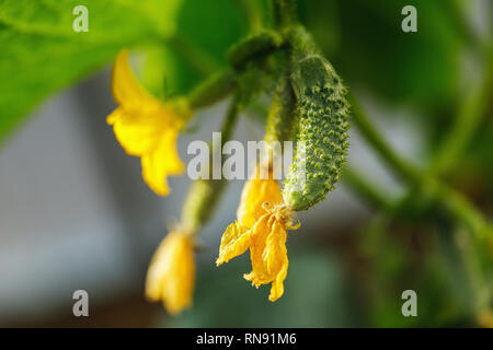 Le concombre Période de maturation dans le jardin, close-up Banque D'Images