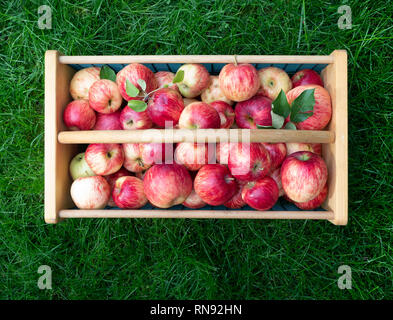 Bois et panier avec des pommes fraîchement cueillies mûres, assis sur l'herbe verte et luxuriante. Photographié à partir de ci-dessus. Banque D'Images
