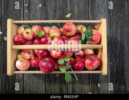 Panier de pommes rouges mûres, photographié par le haut dans un panier de bois et métal sur plancher bois. Banque D'Images