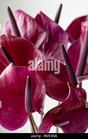 Violet foncé anthurium contre fond blanc. Plante tropicale dans un style minimaliste. Flower shop concept. Papier peint à fleurs. La texture de la fleur Banque D'Images