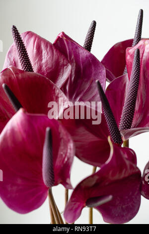 Violet foncé anthurium contre fond blanc. Plante tropicale dans un style minimaliste. Flower shop concept. Papier peint à fleurs. La texture de la fleur Banque D'Images