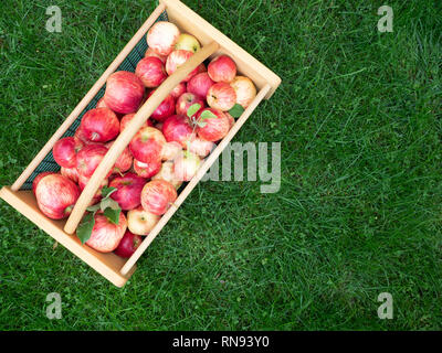 Bois et panier avec des pommes fraîchement cueillies mûres, assis sur l'herbe verte et luxuriante. Photographié par le haut avec panier à un angle. Banque D'Images