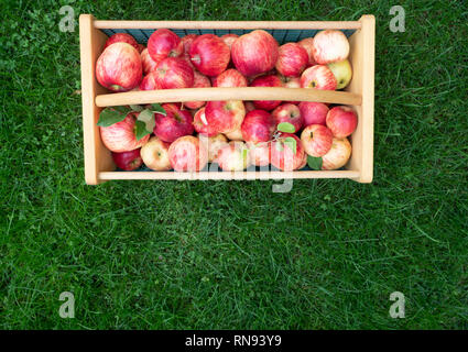 Bois et panier avec des pommes fraîchement cueillies mûres, assis sur l'herbe verte et luxuriante. Photographie a copier l'espace. Banque D'Images