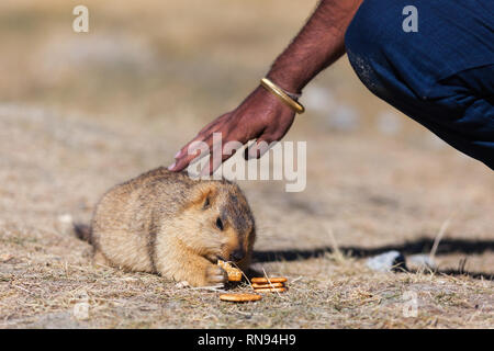 Marmot nourris avec des biscuits apportés par les touristes et touché par l'un des touristes durant leur voyage à Pangong Tso, le Ladakh, le Jammu-et-Cachemire, l'Inde Banque D'Images