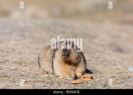 Tourisme irresponsable marmotte : manger des biscuits apportés par les touristes malgré la demande du conseil à proximité pour ne pas nourrir les animaux sauvages, Ladakh, Inde Banque D'Images