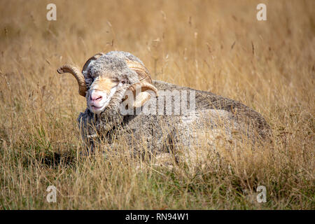 Un grand merino ram avec cornes bouclés repose dans un champ à Canterbury, Nouvelle-Zélande Banque D'Images