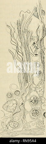 . Anatomischer Anzeiger. L'anatomie, l'Anatomie Comparée ;, comparatif. 565 über muß ich bemerken, dass ich mich bisher von der Richtigkeit der HERMANN'schen Anschauung betreffend die Bildung der (Schwanzhülle Spiralsaum) aus dem Ringe noch nicht habe überzeugen können, die es jamais dans der Spermatogenese eine solche Fülle von unvereinbar erscheinenden Beobachtungen, noch mehr aber von verschiedenen, ja entgegengesetzten Schlußfolgerungen aus diesen giebt, dass man aus Fig. 1. Fig. 2.. Veuillez noter que ces images sont extraites de la page numérisée des images qui peuvent avoir été retouchées numériquement pour Banque D'Images