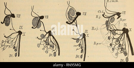 . Anatomischer Anzeiger. Anatomie, comparatif. 565 A. Salamandriden. B. Siredon-Amblystoma. C. Amphiuma. Fig. 13. D. Stammform. Il.c.raZ. R.cm.tti.. 16. Fig. 14. Fig.glö. Fig. Fig. 13-16. Schema der Lage der zu den Visceralbogennerven dorsalen der Muskeln und mittleren Gruppe bei Salamandra, Siredon Amphiuma, hypothetischen Stammform und der der Urodelen. VII Facialis ; IX Glossopharyngeus ; X ; Vagus 1-5 1.-5. Kiemenbogennerv ; R.p.o. Eamus posttrematicus ; Dl. M. dorsolaryngeus R.c.m.l. ; R. c. m. m. Ramus cutaneus lateralis mandibulae und medialis ; Ch. t. Chorda tympanique (Ramus alveolaris) ; R. j. Banque D'Images