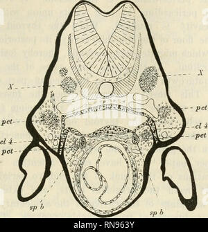 . Anatomischer Anzeiger. L'anatomie, l'Anatomie Comparée ;, comparatif. 565 qui sépare le deuxième passage du nerf vague à partir du tronc de l'embryon. Cette fente postérieure se trouve quinze articles au-delà du plan de la section compris.. Fig. 9. Coupe transversale de la Anlageu suprapericardial les organes de l'embryon en 15 mm de long, cl 4 quatrième fente branchiale (en comptant l'hyomandibular). •pc pra"cellules du cartilage, sp b suprapericardial corps. X nerf vague ganglion. L'avis de Van Bemmelen (loc. cit.) que le suprapericardial organismes publics peuvent être considérés comme des rudiments d'une paire de fentes branchiales postérieure n'est pas suppor Banque D'Images