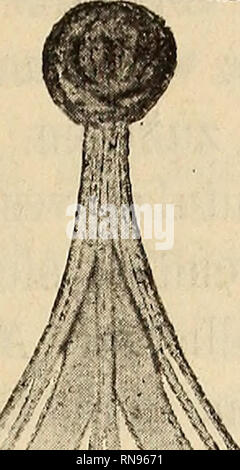 . Anatomischer Anzeiger. Anatomie, comparatif. 93 Fig. 2.. Veuillez noter que ces images sont extraites de la page numérisée des images qui peuvent avoir été retouchées numériquement pour plus de lisibilité - coloration et l'aspect de ces illustrations ne peut pas parfaitement ressembler à l'œuvre originale.. Anatomische Gesellschaft. Jena : G. Fischer Banque D'Images