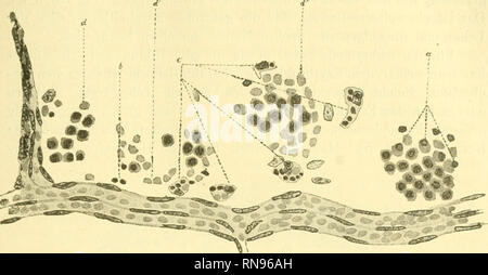 . Anatomischer Anzeiger. L'anatomie, l'Anatomie Comparée ;, comparatif. 433. Fig. 2.. Veuillez noter que ces images sont extraites de la page numérisée des images qui peuvent avoir été retouchées numériquement pour plus de lisibilité - coloration et l'aspect de ces illustrations ne peut pas parfaitement ressembler à l'œuvre originale.. Anatomische Gesellschaft. Jena : G. Fischer Banque D'Images