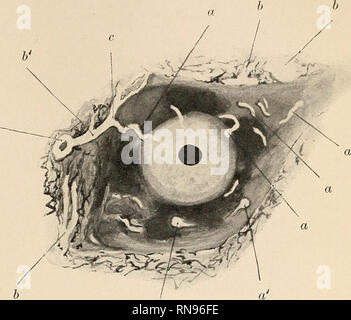 . Anatomischer Anzeiger. Anatomie, comparatif. Fig. 1. Fig. 3.. Veuillez noter que ces images sont extraites de la page numérisée des images qui peuvent avoir été retouchées numériquement pour plus de lisibilité - coloration et l'aspect de ces illustrations ne peut pas parfaitement ressembler à l'œuvre originale.. Anatomische Gesellschaft. Jena : G. Fischer Banque D'Images