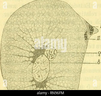 . Anatomischer Anzeiger. L'anatomie, l'Anatomie Comparée ;, comparatif. 718 Fig. 5. Fig. 6.. IR-k URk ^m. Veuillez noter que ces images sont extraites de la page numérisée des images qui peuvent avoir été retouchées numériquement pour plus de lisibilité - coloration et l'aspect de ces illustrations ne peut pas parfaitement ressembler à l'œuvre originale.. Anatomische Gesellschaft. Jena : G. Fischer Banque D'Images