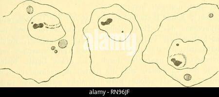 . Anatomischer Anzeiger. L'anatomie, l'Anatomie Comparée ;, comparatif. 419 die Polen zu den hinrücken Chromosomen, beginnt die la réinsertion des Kernkörperchens : die Substanz blasse bildet eine Art Gitter mit spitzen Winkeln, welche nach Außen gekehrt sind ; im Innern des Gitters liegen die eine Masse en zusammenfließenden Chromosomen ; es karat von sternartiges Kernkörperchen mit neuem ein stark ge- färbter blassen Mitte und die Strahlen Strahlen ; aber einge- zogen werden, und es karat ein homogenes, färbendes Sphäroid sich Stark. Ich gehe jetzt zum eigenen meiner Darlegung Beobachtungen Banque D'Images