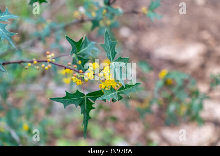 Point de vue des petites fleurs jaunes sur petite Brnch dans la forêt Banque D'Images