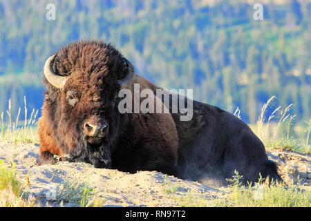 Bison mâle couché dans la poussière, le Parc National de Yellowstone, Wyoming, USA Banque D'Images