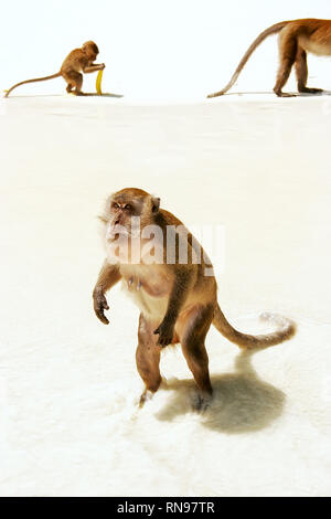 Manger du crabe pour l'alimentation macaque à la plage sur l'île de Phi Phi Don, province de Krabi, Thaïlande. Koh Phi Phi Don fait partie d'un parc national marin. Banque D'Images