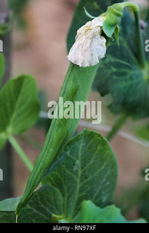 De plus en plus d'haricots verts en fleurs jardin, close-up Banque D'Images