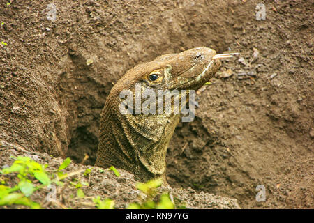 Portrait de Komodo creusant un trou sur l'Île Rinca dans le Parc National de Komodo, de Nusa Tenggara, en Indonésie. C'est la plus grande espèce vivante de lézard Banque D'Images