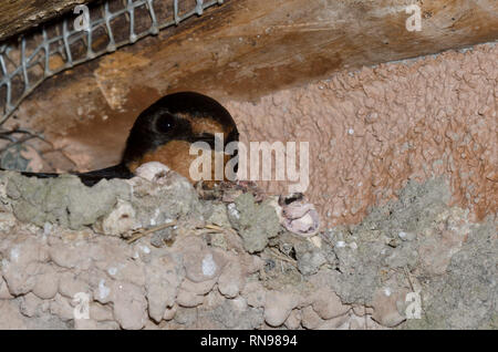 Hirondelle rustique Hirundo rustica, adultes, in nest Banque D'Images