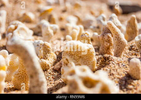 De nombreux petits coraux sec blanc allongé sur le sable sur la plage de la Mer Rouge à Eilat, Israël Banque D'Images