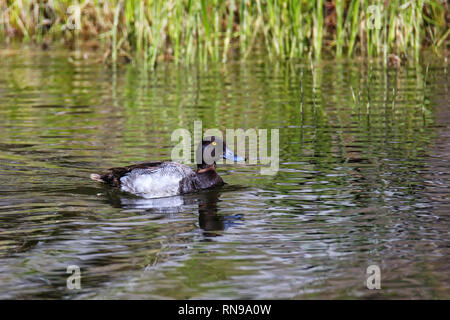 Homme Petit fuligule (Aythya affinis) baignade dans le Parc National de Yellowstone, Wyoming Banque D'Images