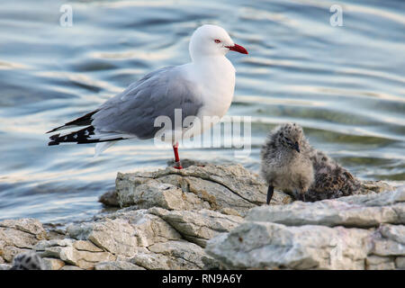 Goéland à bec rouge avec des petits poussins, péninsule de Kaikoura, île du Sud, Nouvelle-Zélande. Cet oiseau est originaire de Nouvelle-Zélande. Banque D'Images