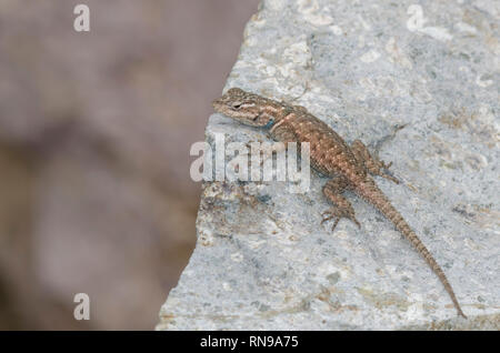 L'achillée Lézard Sceloporus jarrovii épineux, Banque D'Images