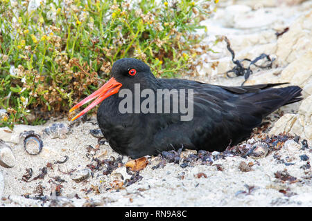 L'huîtrier variable assis sur son nid, Péninsule de Kaikoura, île du Sud, Nouvelle-Zélande. Elle est endémique de Nouvelle-Zélande Banque D'Images