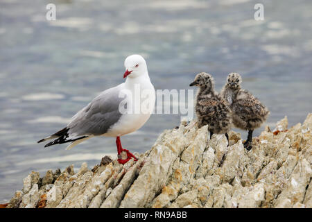 Goéland à bec rouge avec des petits poussins, péninsule de Kaikoura, île du Sud, Nouvelle-Zélande. Cet oiseau est originaire de Nouvelle-Zélande. Banque D'Images