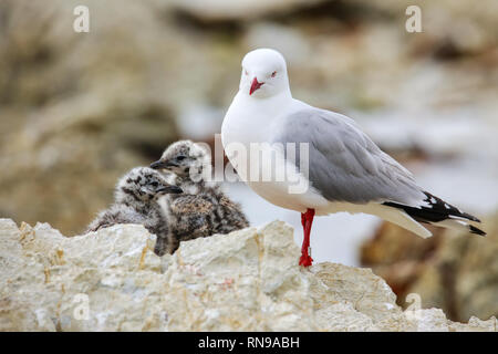 Goéland à bec rouge avec des petits poussins, péninsule de Kaikoura, île du Sud, Nouvelle-Zélande. Cet oiseau est originaire de Nouvelle-Zélande. Banque D'Images