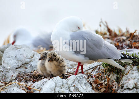 Goéland à bec rouge avec des petits poussins, péninsule de Kaikoura, île du Sud, Nouvelle-Zélande. Cet oiseau est originaire de Nouvelle-Zélande. Banque D'Images