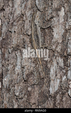 Schott's Tree Lizard, Urosaurus ornatus schottii Banque D'Images