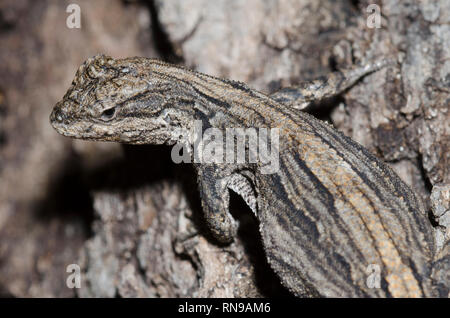 Schott's Tree Lizard, Urosaurus ornatus schottii Banque D'Images