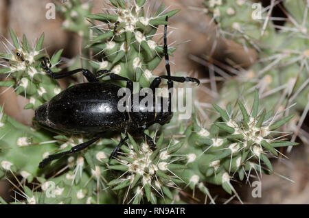 Longicorne Cactus, Moneilema gigas, sur cholla, Cylindropuntia sp. Banque D'Images