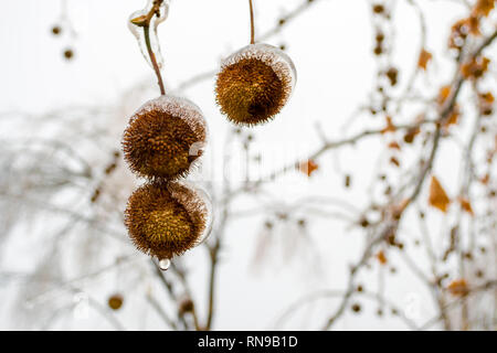 Coquilles châtaigne glacée close up, avec l'eau qui goutte d'eux, suspendu à leurs succursales, au cours de l'hiver, dans un parc de la ville. Banque D'Images