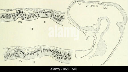 . Le dossier anatomique. Anatomie Anatomie ;. PARAPHYSIS AXD RÉGION PINÉALE DE SNAKE 611 abréviations ACC, processus à partir de la toiture de la di- encéphale marquant l'attachement de l'accessoire d'organes pariétal. Paraphysis ACP, ACCESSOIRE BV, vaisseau sanguin CH, DCP, l'hémisphère cérébral diencephalic DI plexus choroïde, diocoel DM, di-groove mésencéphalique E, FM, de l'épiphyse foramen de Monro IXF, infundibulum, LCP plexus choroïde latéral P paraphysis paraphysal, PA, PC, arch commissure postérieure PO, organe pariétal commissure supérieure SC, TM, le télencéphale TP, d'un quelconque moyen tuberculum TT, torus transversus VT Banque D'Images