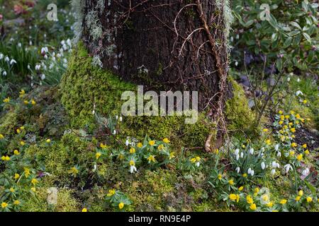 Fleurs jaunes et blanches, de mousse et de vignes dans un luxuriant jardin à la fin de l'hiver à Eugene, Oregon. Banque D'Images