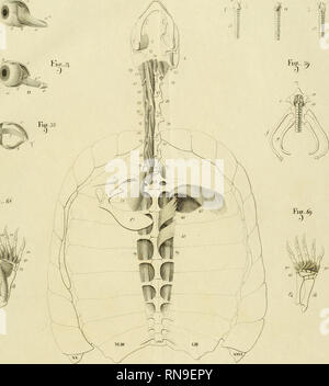 . Anatome testudinis Europaeae. Les tortues marines -- Anatomie. . Veuillez noter que ces images sont extraites de la page numérisée des images qui peuvent avoir été retouchées numériquement pour plus de lisibilité - coloration et l'aspect de ces illustrations ne peut pas parfaitement ressembler à l'œuvre originale.. Ludwig Heinrich Bojanus,, 1776-1827. Impensis Vilnae : auctoris, typis Josephi Zawadzki Banque D'Images