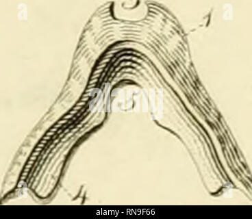 . Anatome testudinis Europaeae. Les tortues marines -- Anatomie. . Veuillez noter que ces images sont extraites de la page numérisée des images qui peuvent avoir été retouchées numériquement pour plus de lisibilité - coloration et l'aspect de ces illustrations ne peut pas parfaitement ressembler à l'œuvre originale.. Ludwig Heinrich Bojanus,, 1776-1827. Impensis Vilnae : auctoris, typis Josephi Zawadzki Banque D'Images