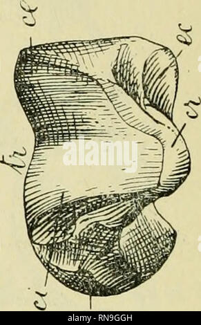 . Anales del Museo Nacional de Buenos Aires. Histoire naturelle ; l'histoire naturelle. ^. Veuillez noter que ces images sont extraites de la page numérisée des images qui peuvent avoir été retouchées numériquement pour plus de lisibilité - coloration et l'aspect de ces illustrations ne peut pas parfaitement ressembler à l'œuvre originale.. Museo Nacional de Buenos Aires. Buenos Aires : Impr. de Juan A. Alsina Banque D'Images