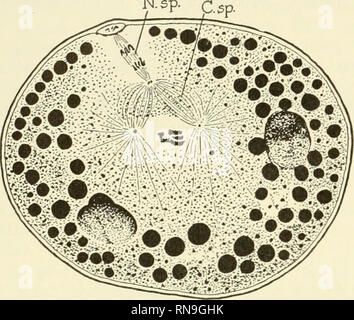 . Analyse du développement. L'embryologie ; l'embryologie. 100 Structure et l'activité cellulaire, et certains centriole aster), fusée, kineto- corvée, et des fibres. CENTRosoME. Les cellules des animaux et des plantes contiennent une auto-duplication cyto- structure plasmique, le centrosome. Au cours de la mitose il organise l'aster et joue un rôle dans la polarisation de la fusée. Dans certaines cellules il agit également comme blepharoplast organisant le flagelle de cellules flagellées et l'axial N.sp.. Fig. 15. La fécondation chez Nereis. Amphiaster et la fusée du sperme et la maturation des oeufs de deuxième fusée. Remarque la d Banque D'Images