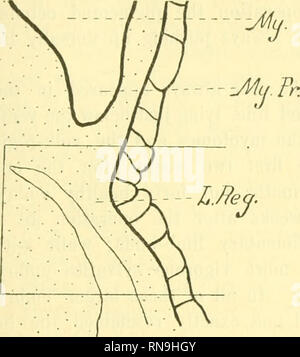 . Anatomischer Anzeiger. L'anatomie, l'Anatomie Comparée ;, comparatif ...