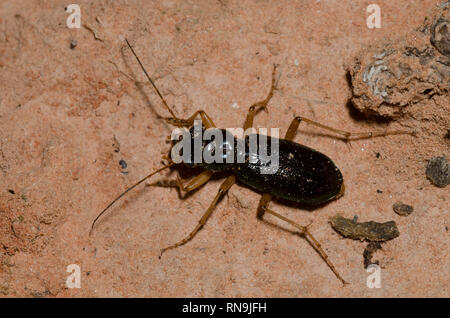Virginie Tiger Beetle métallique, Tetracha virginica Banque D'Images