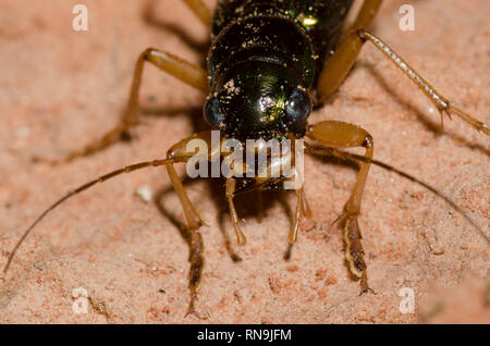 Virginie Tiger Beetle métallique, Tetracha virginica Banque D'Images