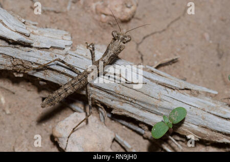 Mante au sol, Litaneutria skinneri, immature Banque D'Images