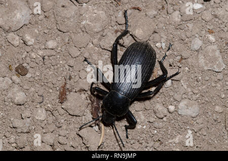 Darkling Beetle, Eleodes obscurus Banque D'Images