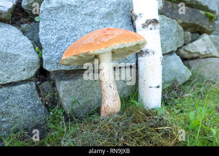 Bouleau orange énorme bolet le Leccinum Versipelle - - est de plus en plus près d'un bouleau Banque D'Images