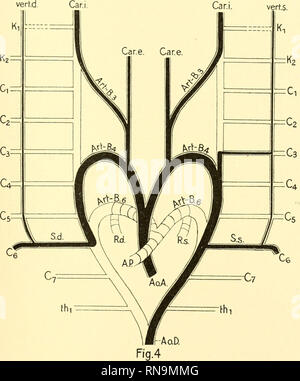 . Anatomische Hefte. Über eine seltene Varietät der Art. vertebralis. 323 Am 3. Halswirbelquerfortsatzloch Vereinigung beider Wur- zeln. (S, le schéma Fig. 4.) Längsanastomose (vert. s.) ist bis zur 6. segmentalen vikalarterie.- (Ch. 6) ausgebildet, die 3. und 6. Segmentalarterie erhalten geblieben ist. Ss) Eine Wurzel entspringt aus der A. carotis interna sinistra, die zweite Wurzel aus der A. subclavia sinistra. 21*. Veuillez noter que ces images sont extraites de la page numérisée des images qui peuvent avoir été retouchées numériquement pour plus de lisibilité - coloration et l'aspect de ces illustrations ne peut Banque D'Images